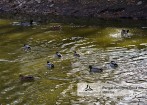 Parque Biolgico Serra das Meadas