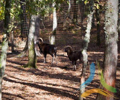 Parque Biolgico Serra das Meadas