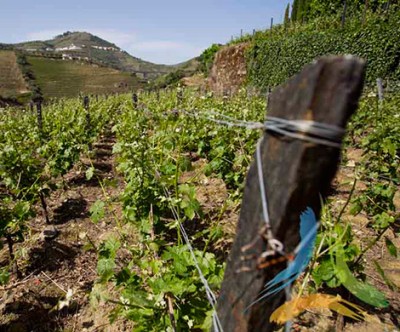 Quinta do Vallado Quinta do Vallado